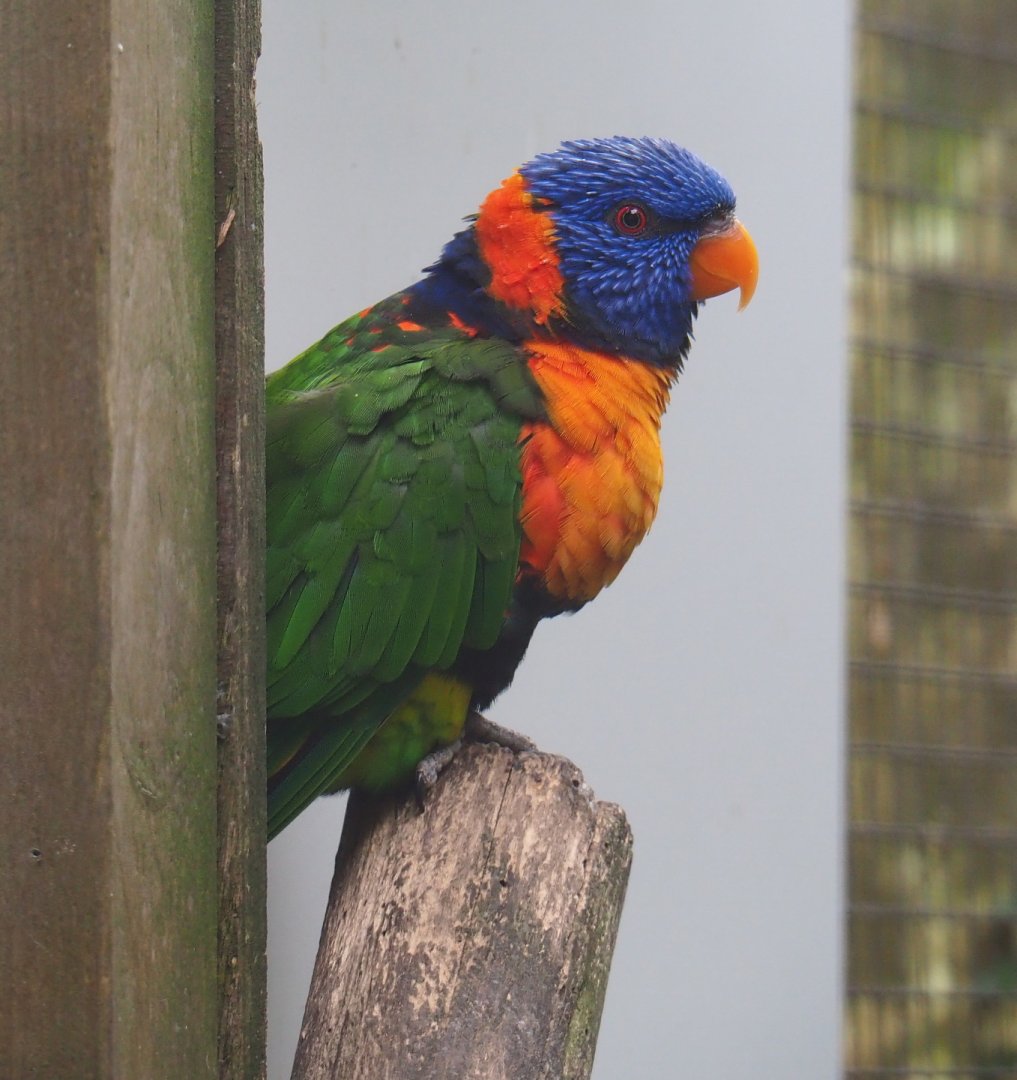 Red-collared lorikeet (Trichoglossus rubritorquis), 2019-05-25