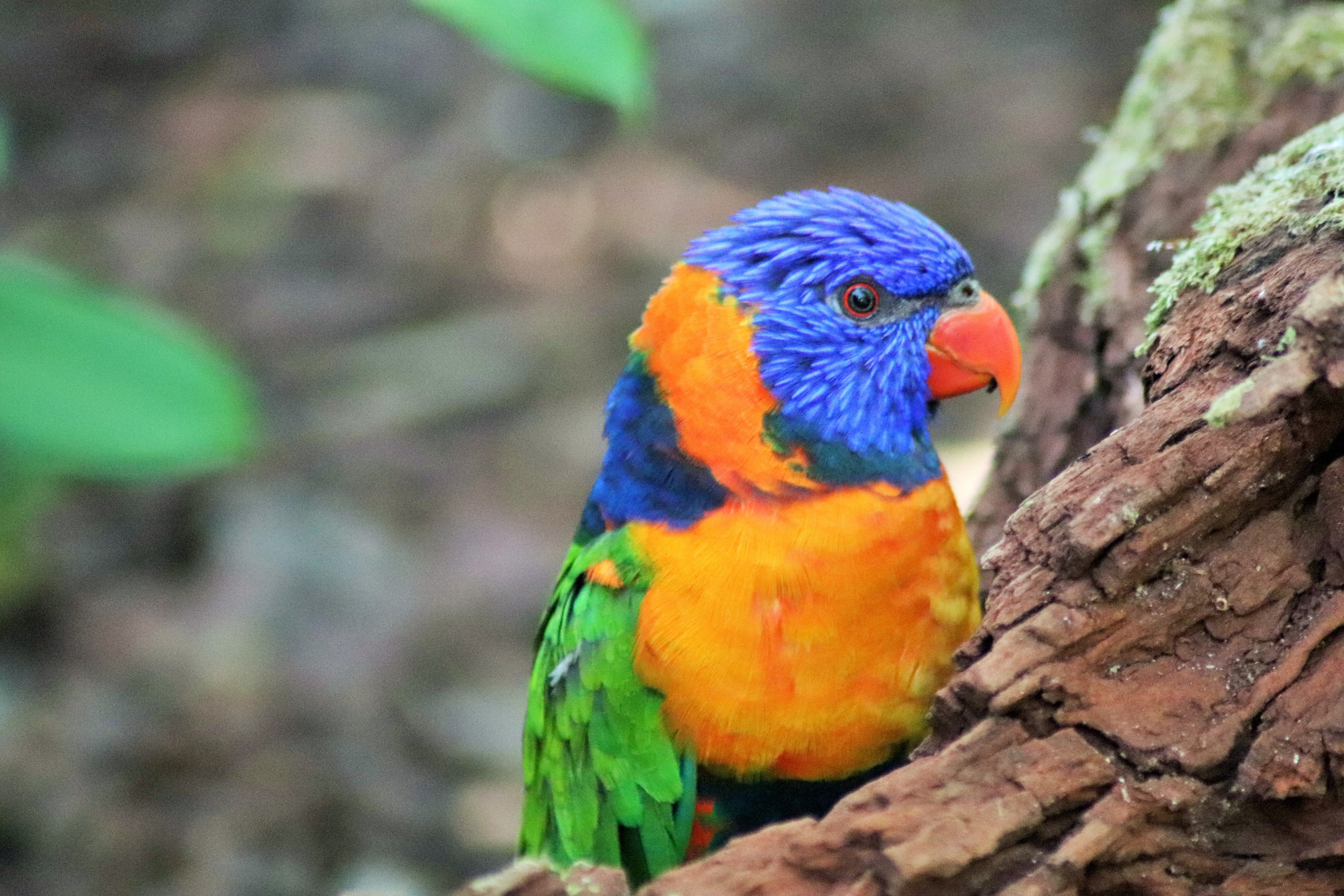Red-collared Lorikeet (Trichoglossus rubritorquis)