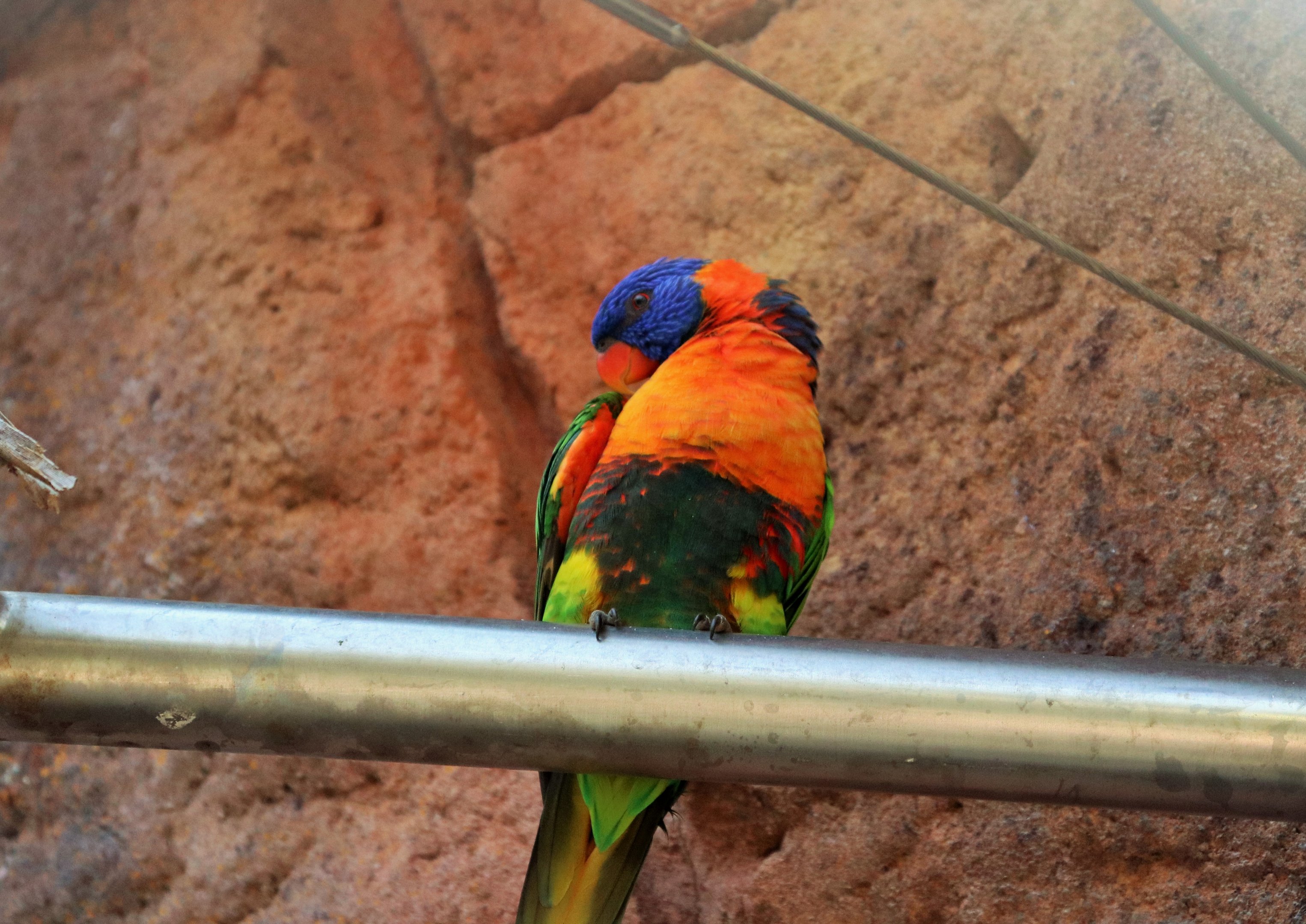 Red-collared Lorikeet (Trichoglossus rubritorquis)
