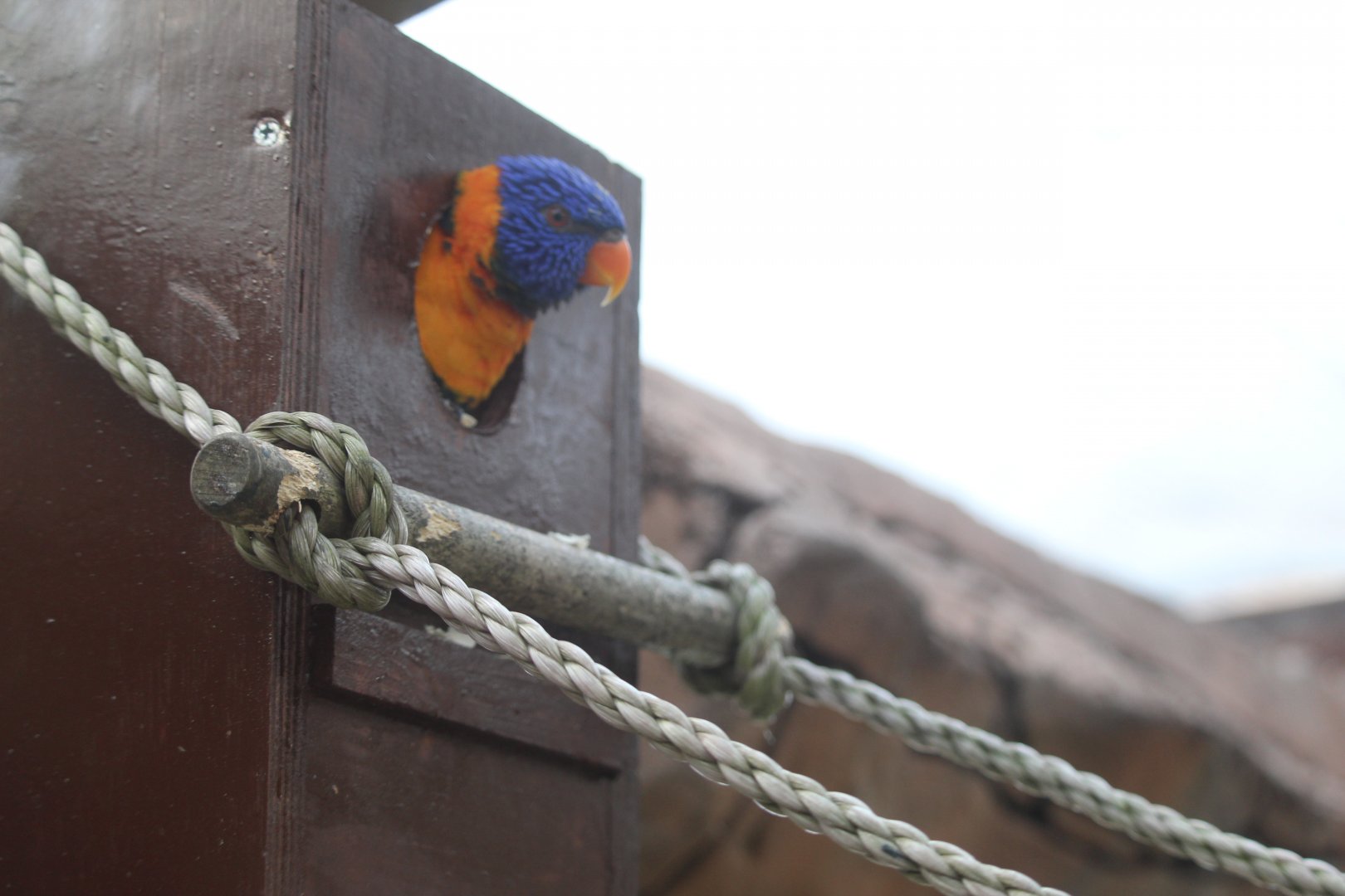 Red-collared lorikeet (Trichoglossus rubritorquis)