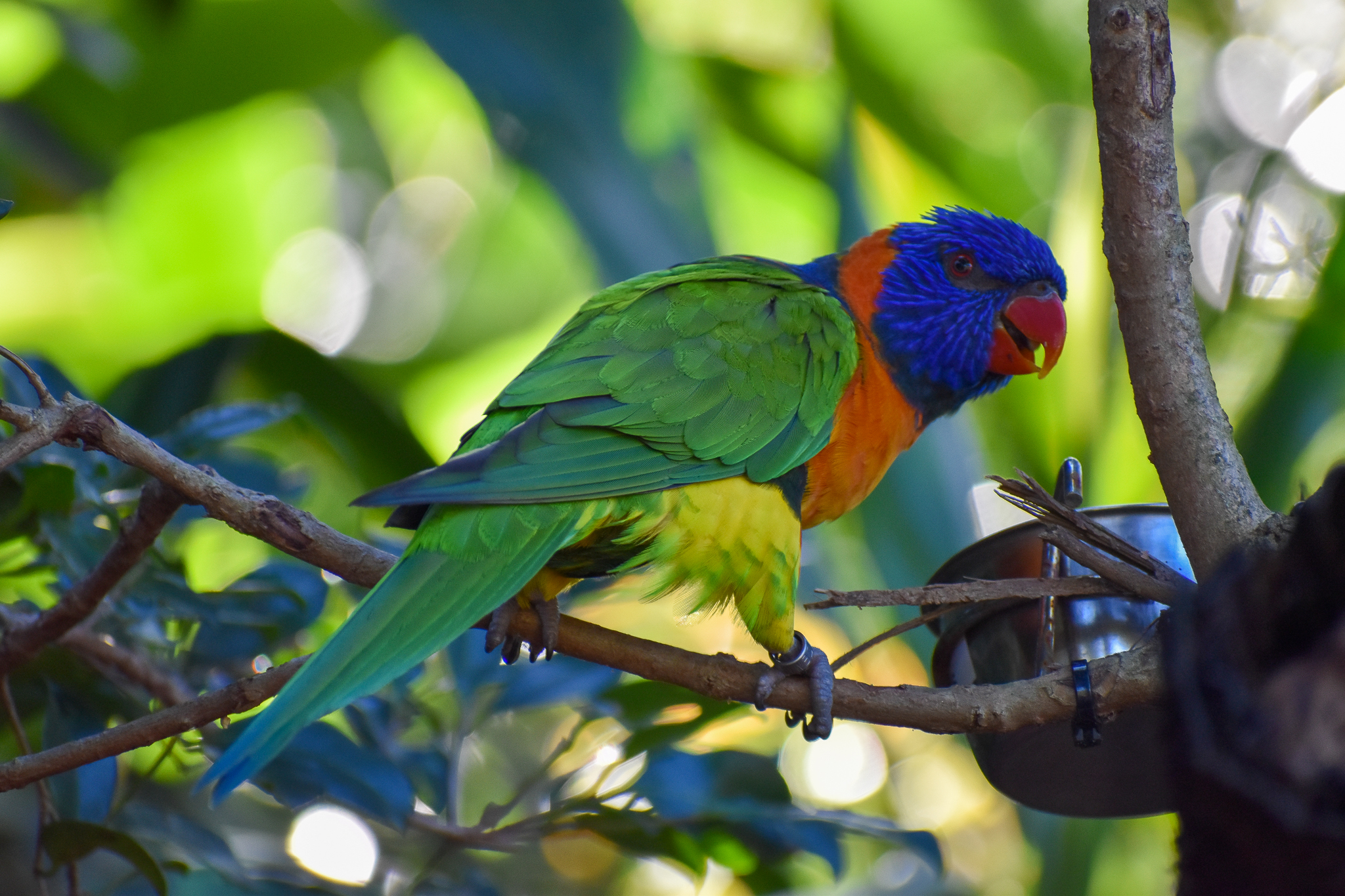 Red-collared Lorikeet (Trichoglossus rubritorquis)