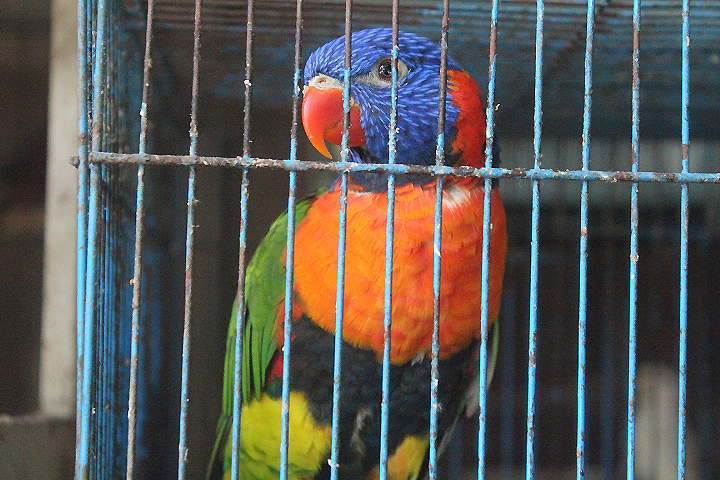Red-collared lorikeet (Trichoglossus rubritorquis)