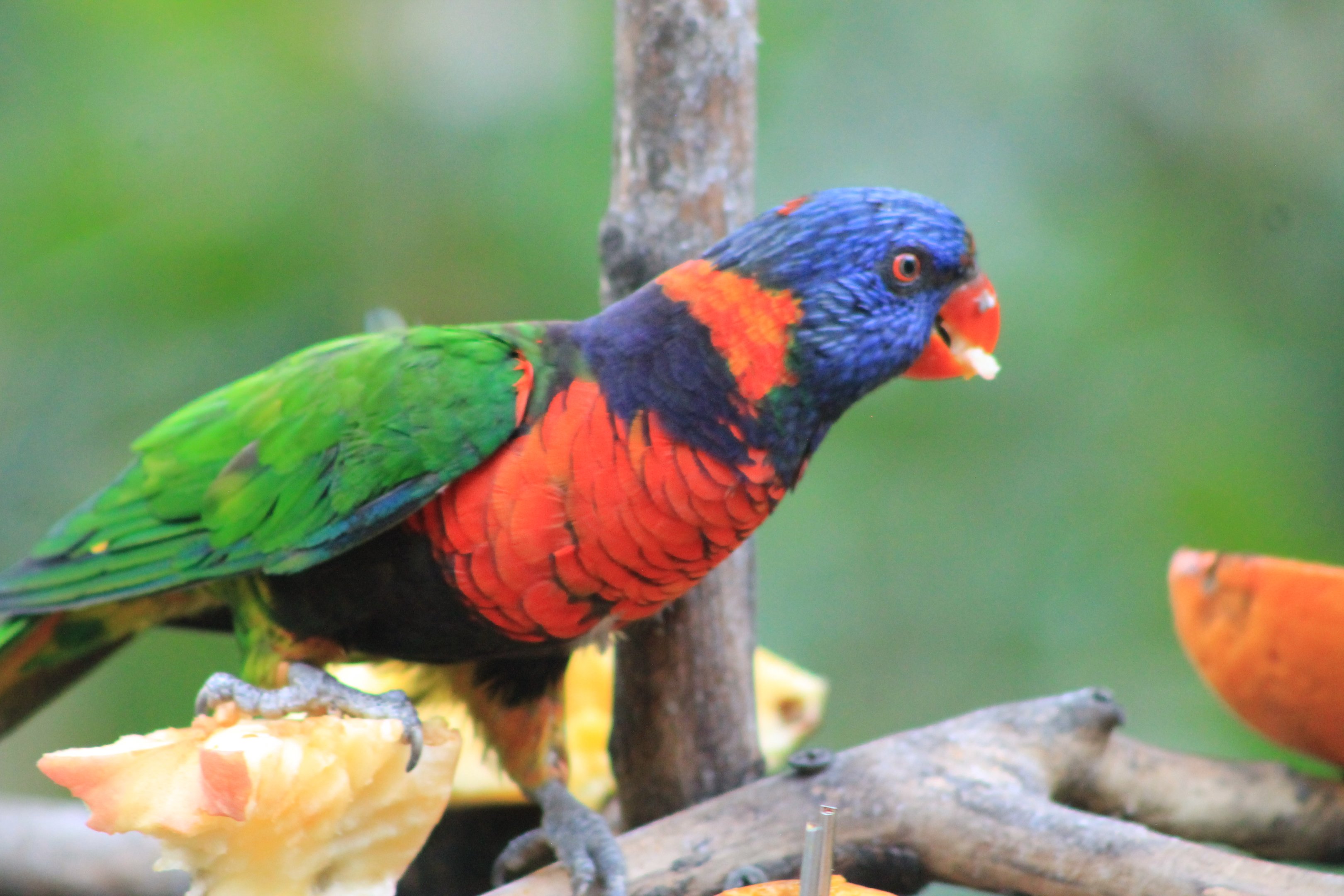 Red-collared Lorikeet (Trichoglossus rubritorquis)