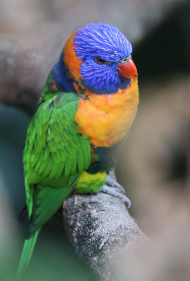 Red-collared lorikeet (Trichoglossus rubritorquis)