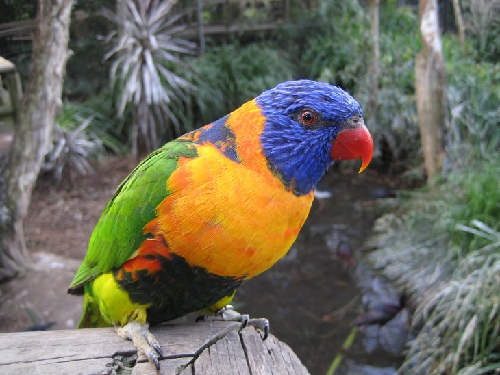 Red-collared Lorikeet