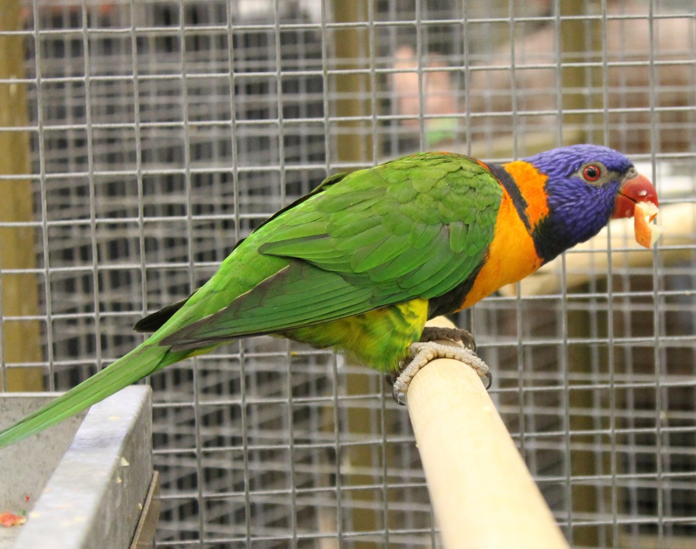 Red-collared lorikeet