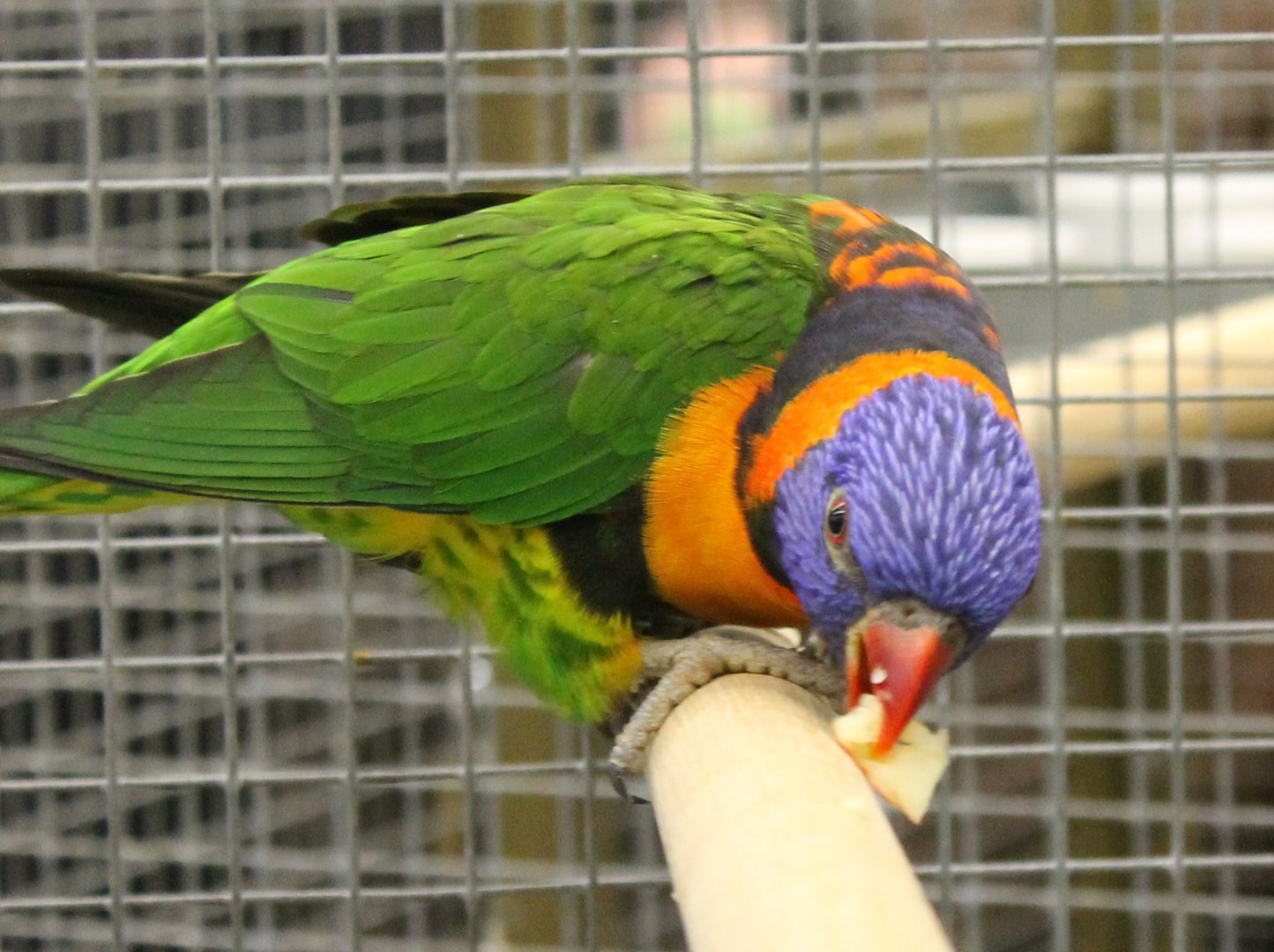 Red-collared lorikeet