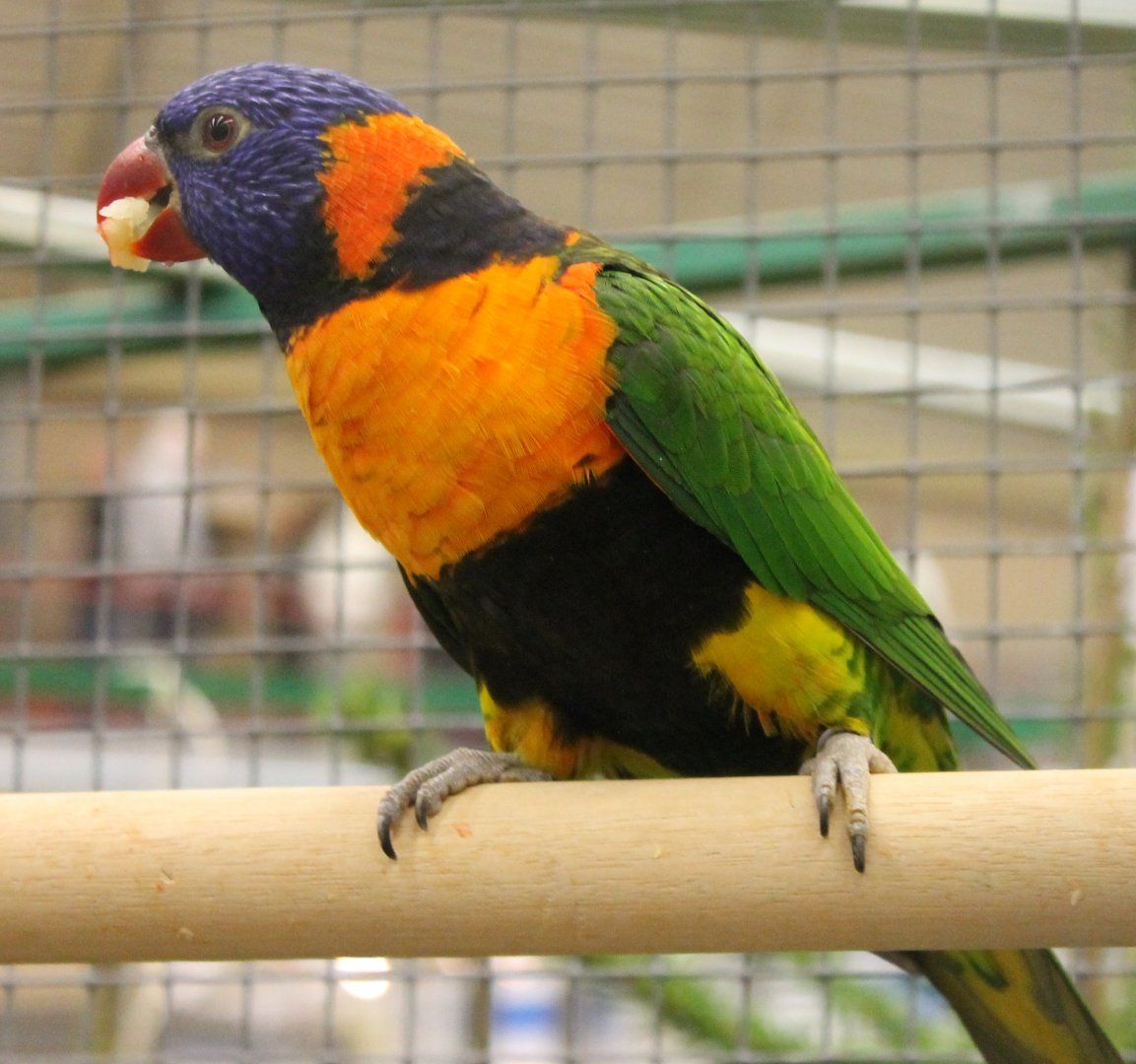 Red-collared lorikeet