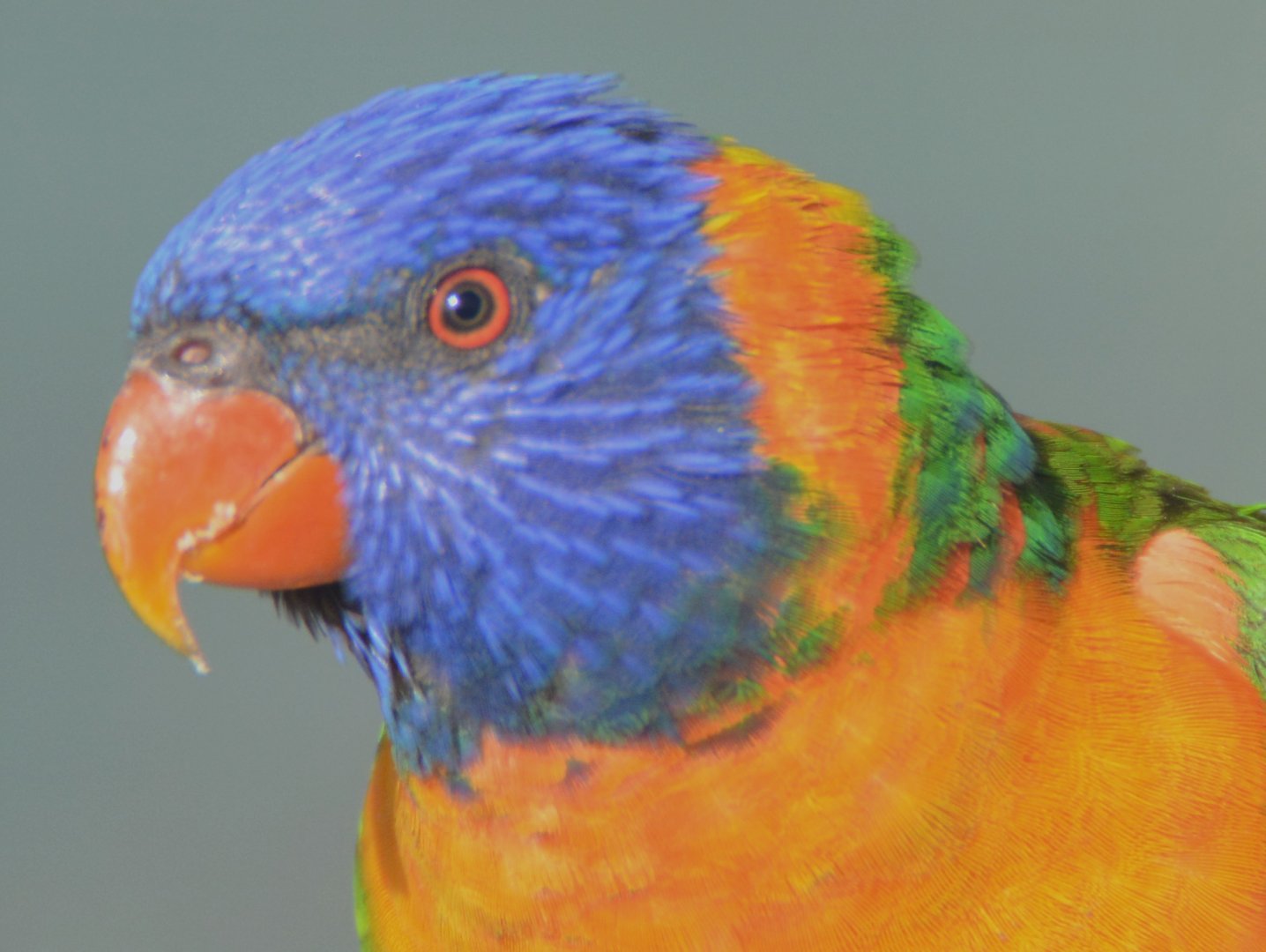 Red-collared lorikeet