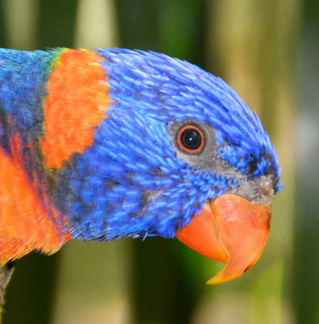 Red-collared lorikeet