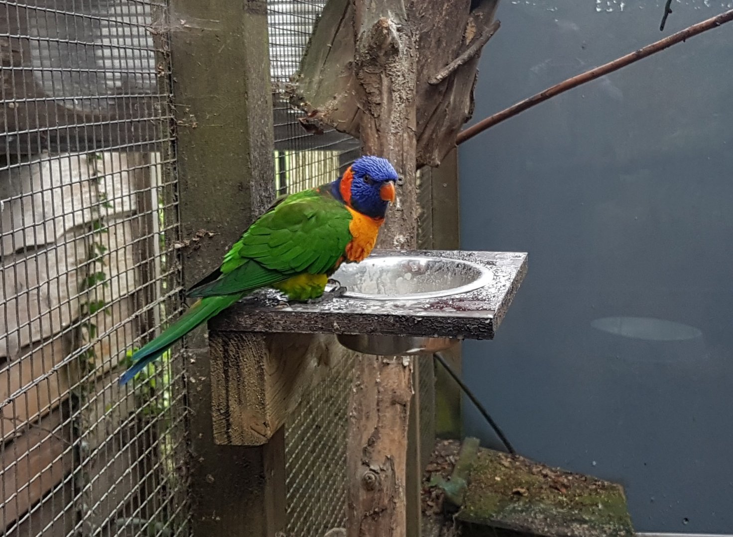 Red-collared lorikeet