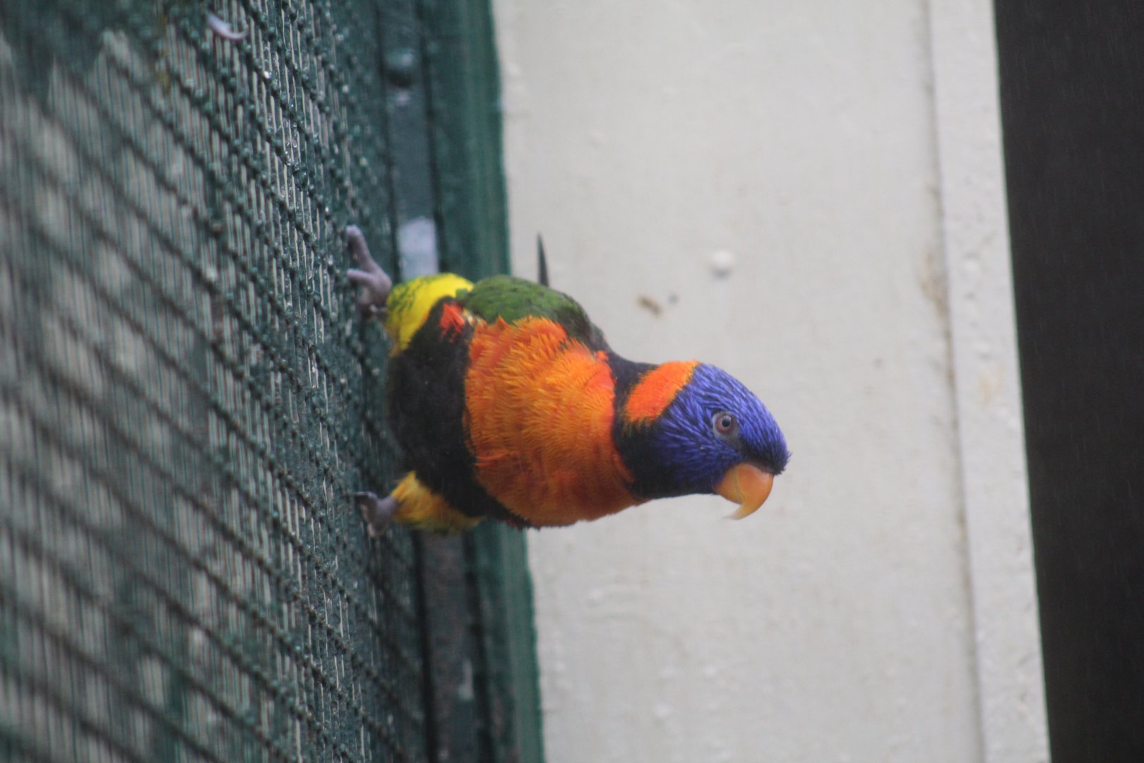 Red-Collared Lorikeet