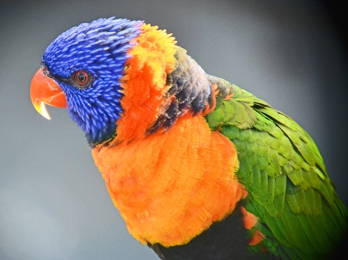 Red-collared lorikeet