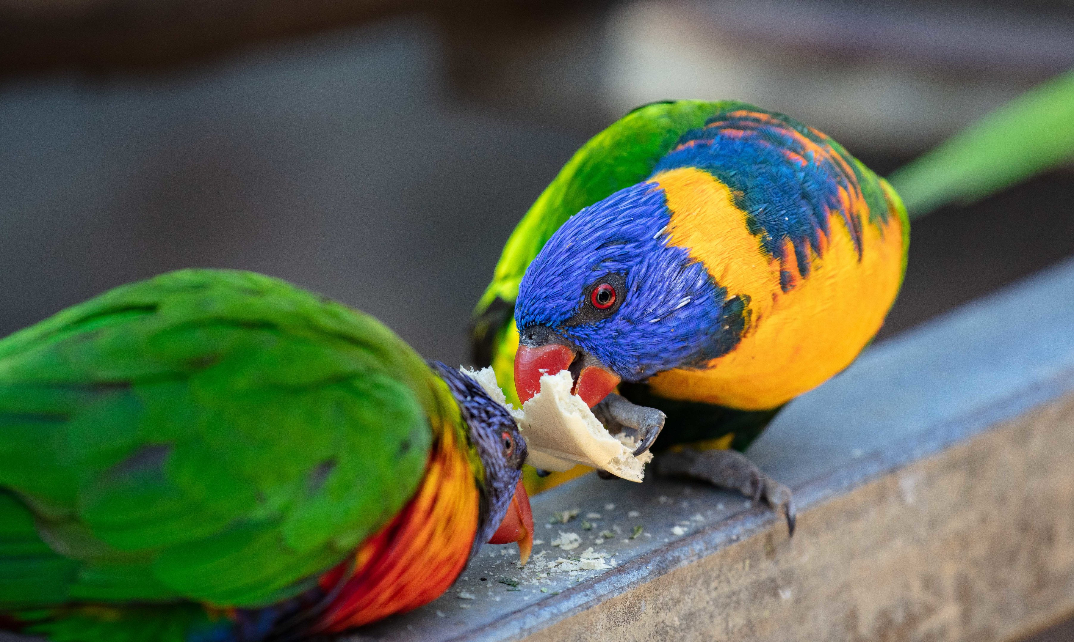 Red-collared Lorikeet