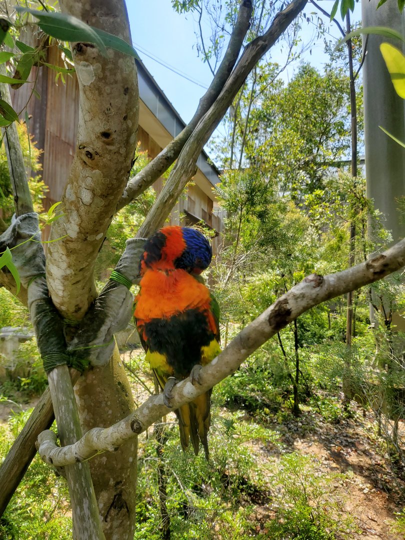 Red-collared lorikeet