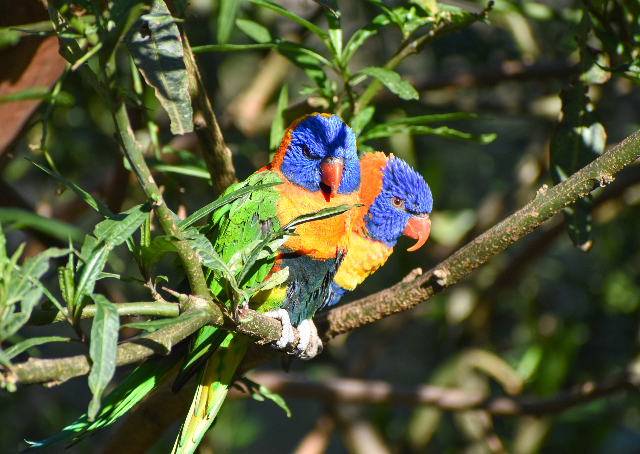 Red-collared Lorikeets
