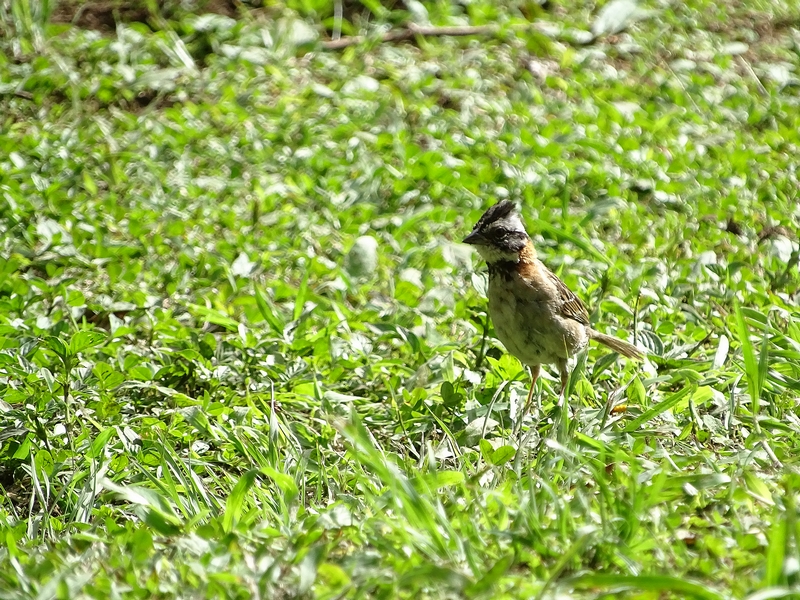 Red-collared sparrow