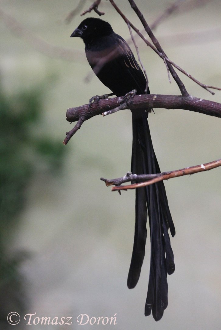 Red-collared Widowbird (Euplectes ardens "concolor"), ad. male, September 2017