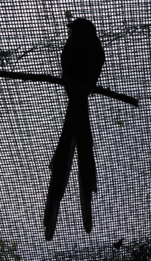 Red-collared Widowbird (Euplectes ardens)