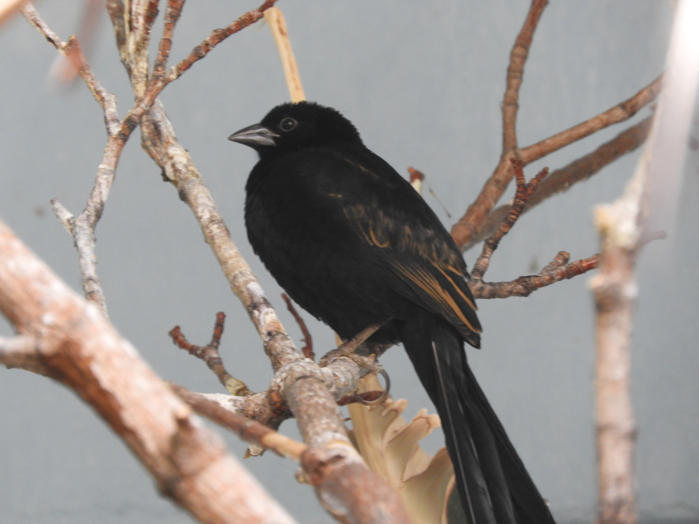 Red-collared Widowbird (Euplectes ardens)