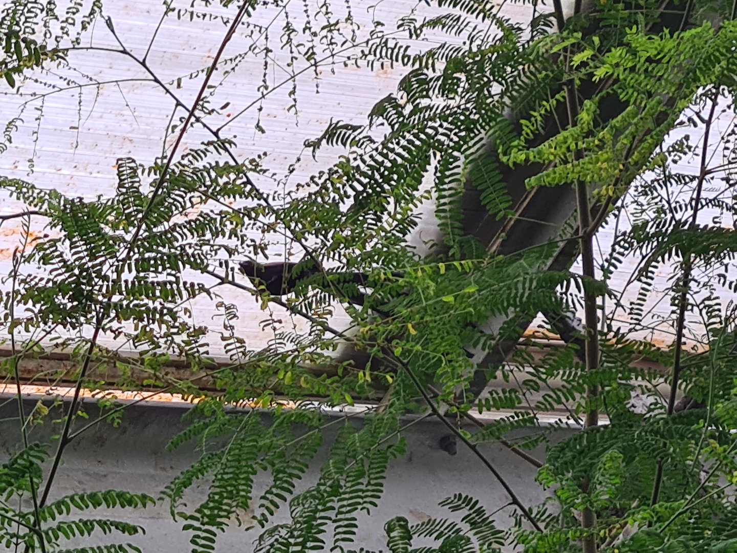 Red-collared widowbird in Butterfly valley