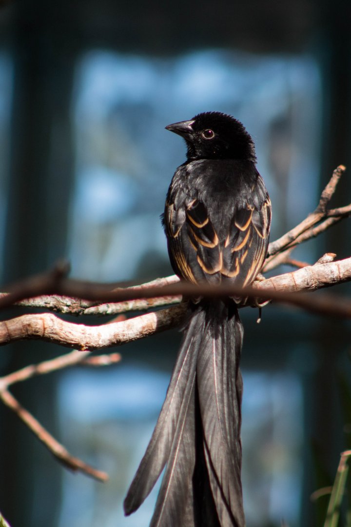 Red-collared widowbird