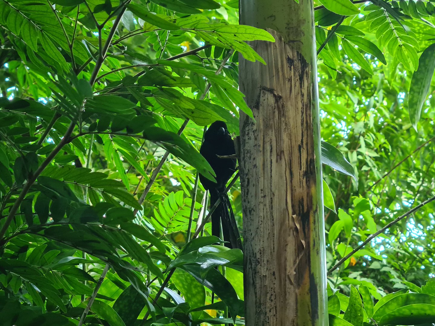Red-collared widowbird