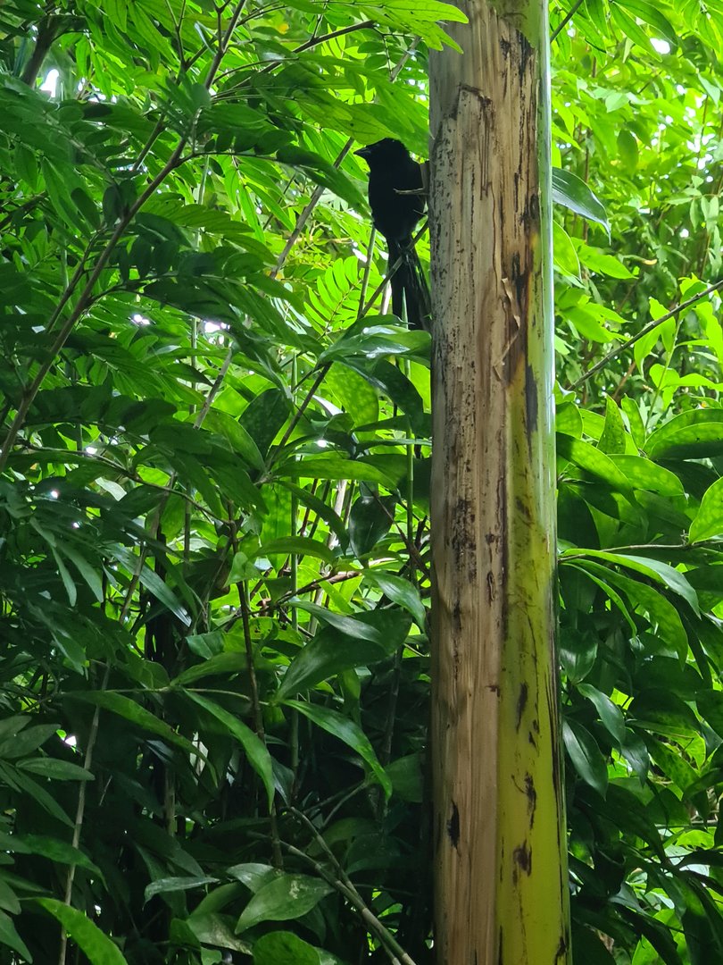 Red-collared widowbird