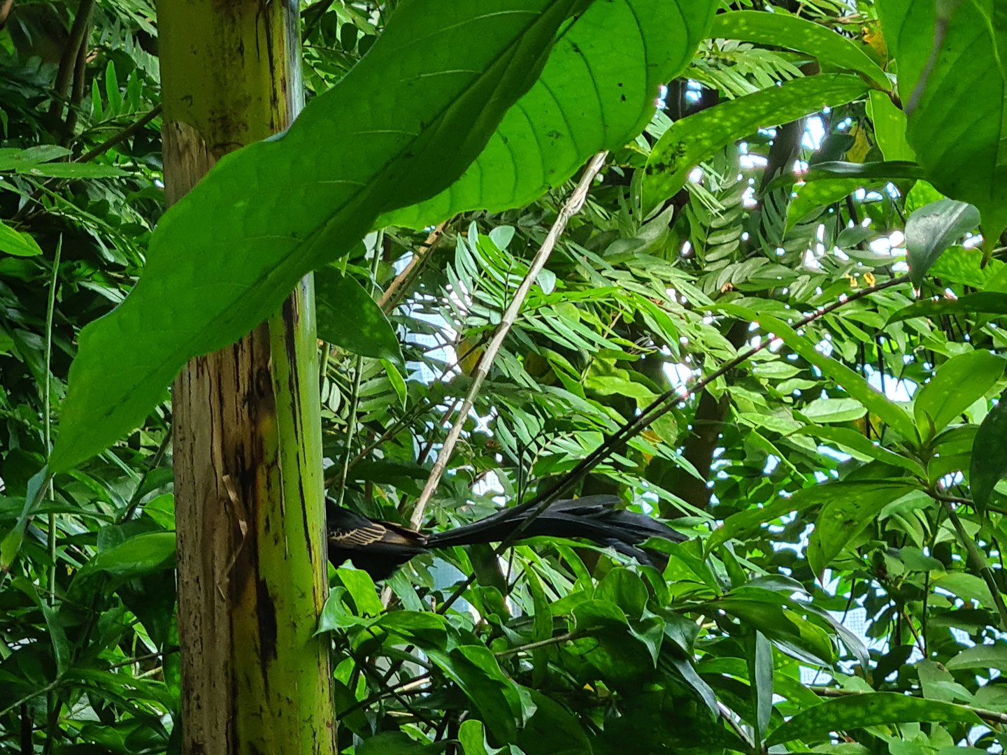 Red-collared widowbird