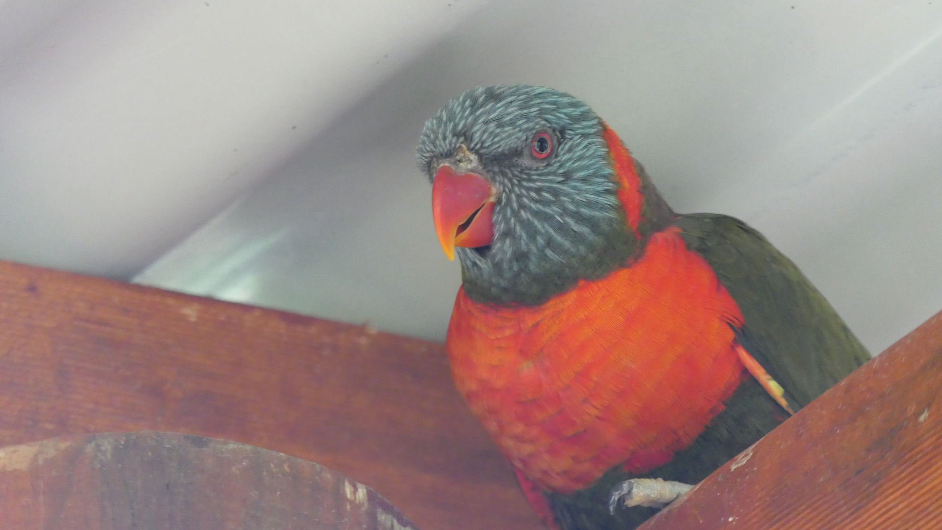 Red-collared X Rainbow Lorikeet