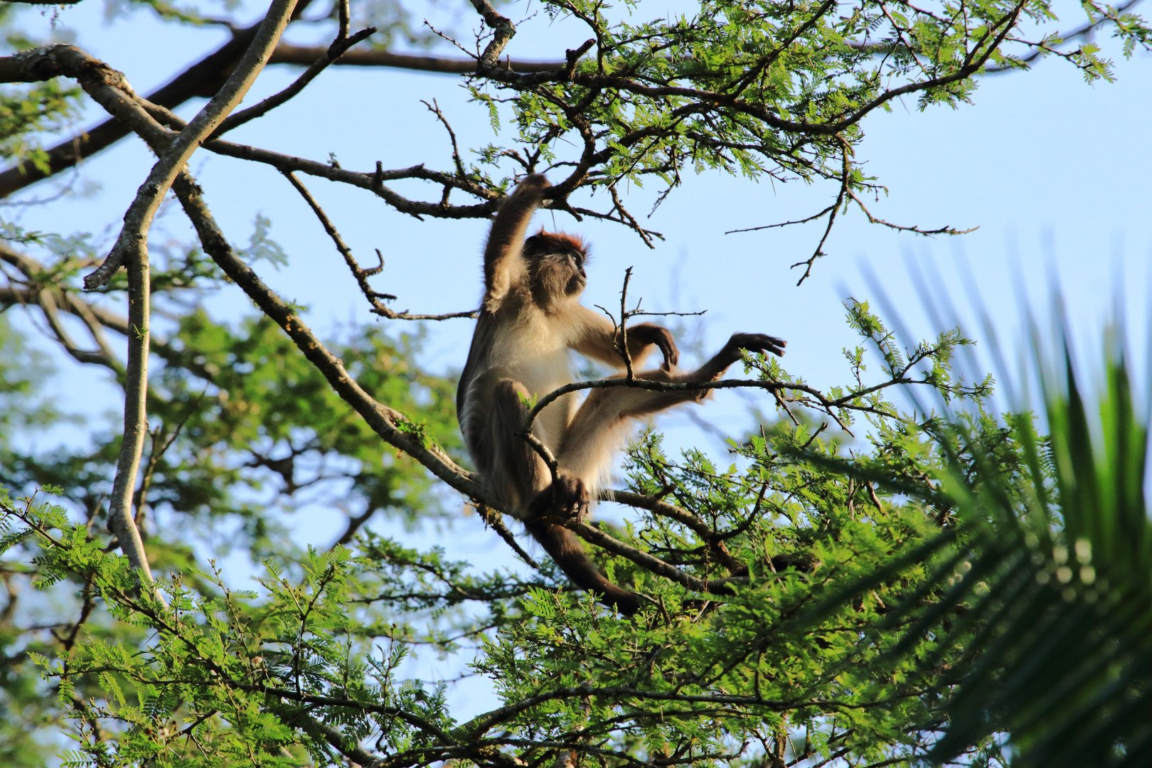Red colobus (December 2019)