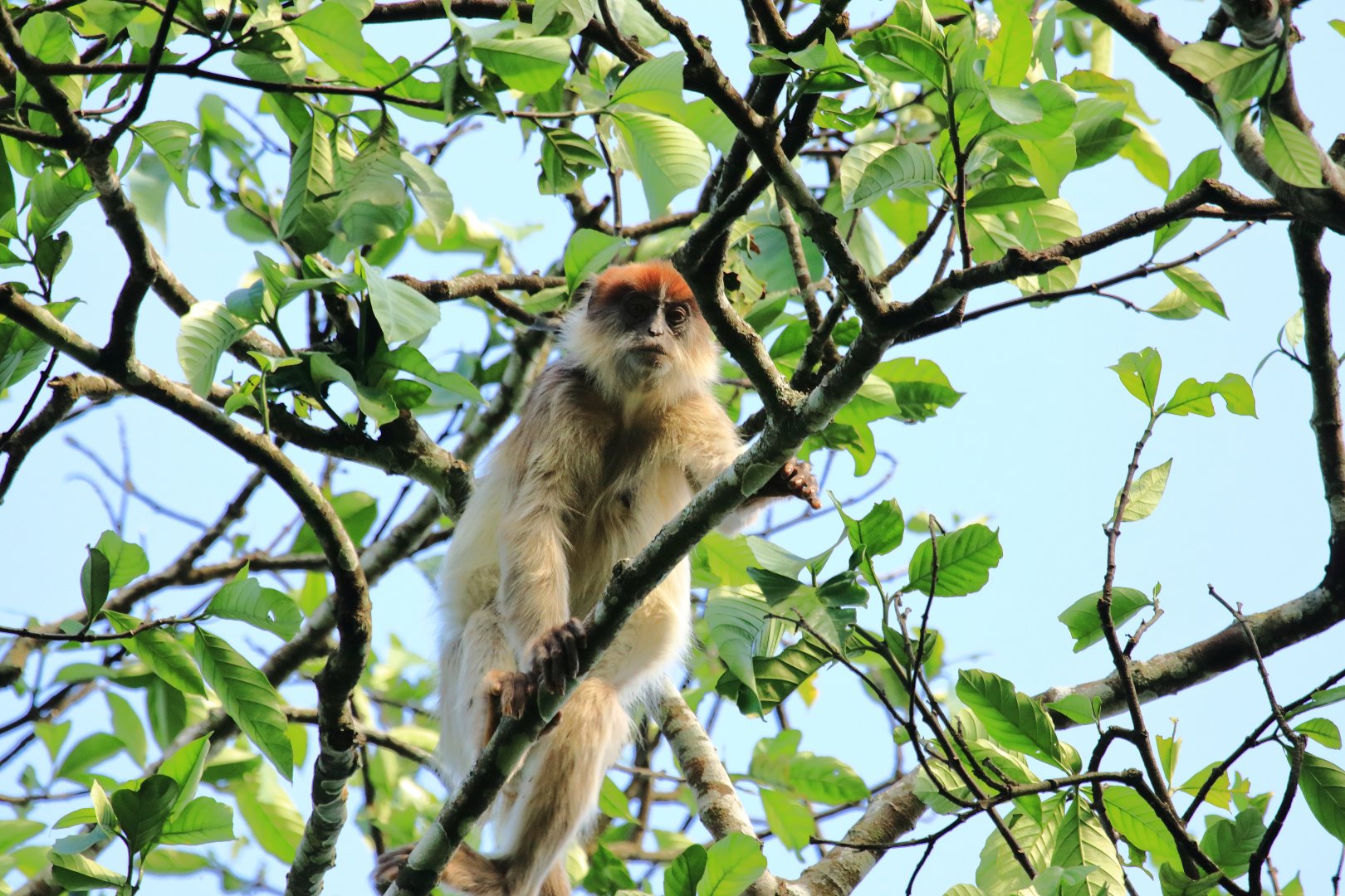 Red colobus (December 2019)