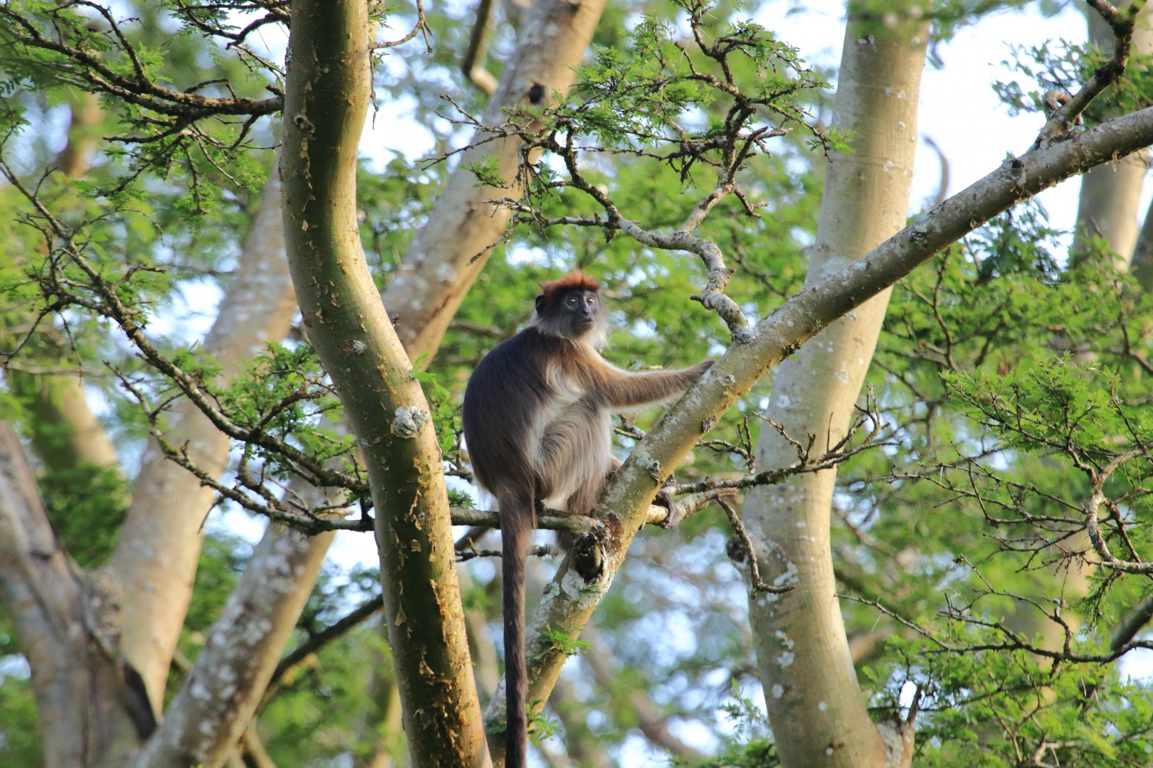 Red colobus (December 2019)