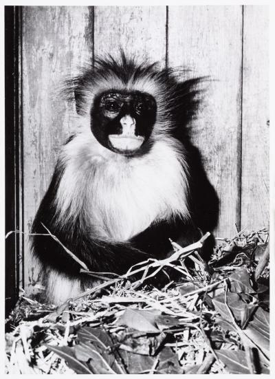 Red colobus