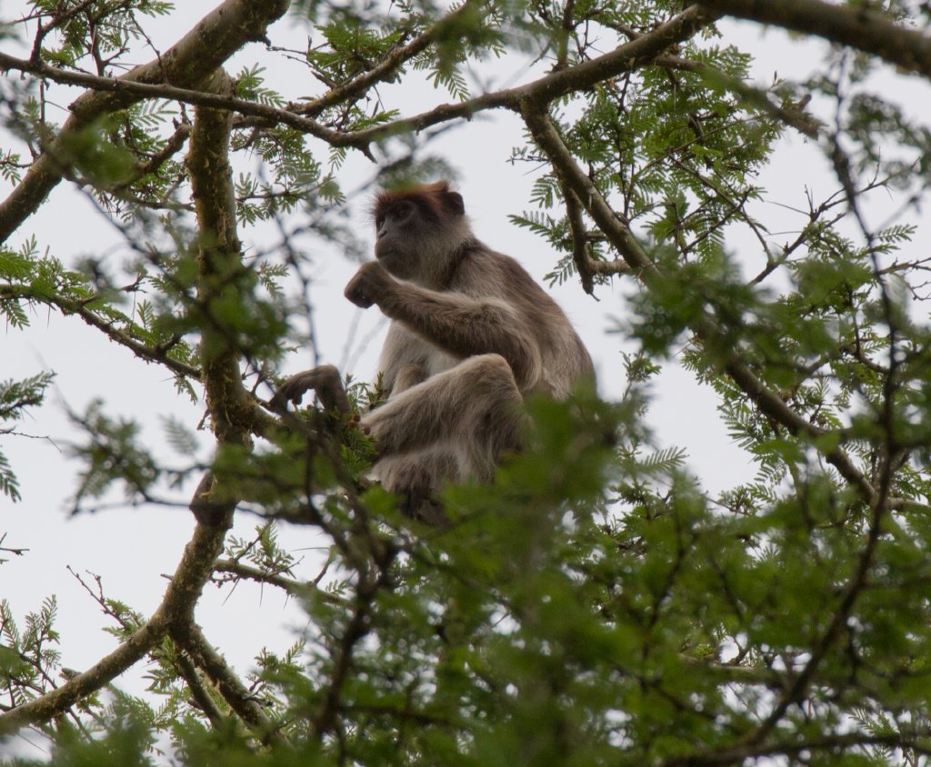 Red Colobus