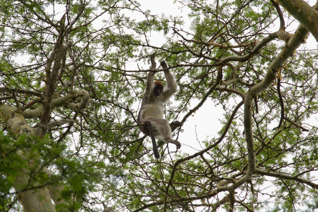 Red Colobus