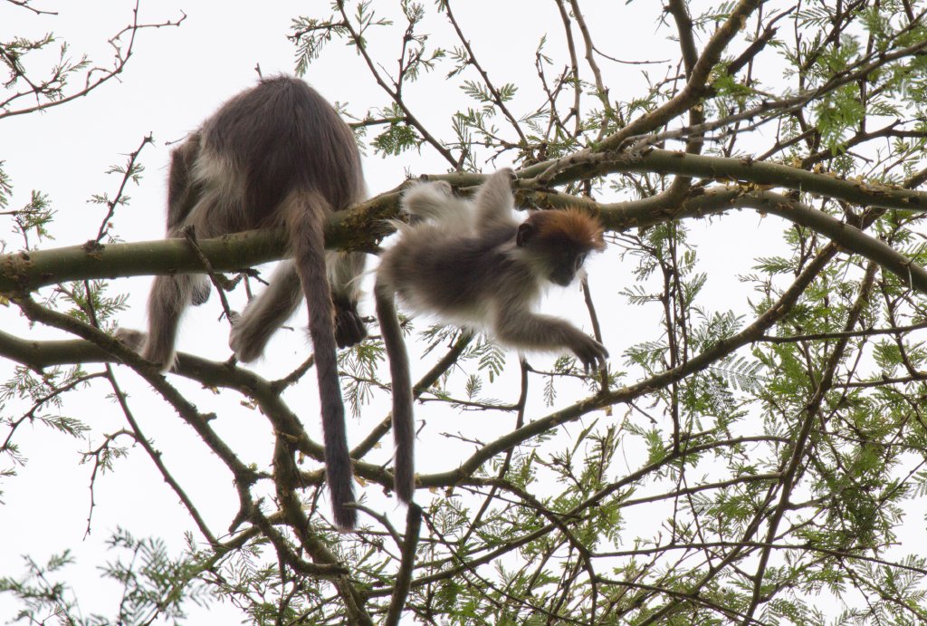 Red Colobus