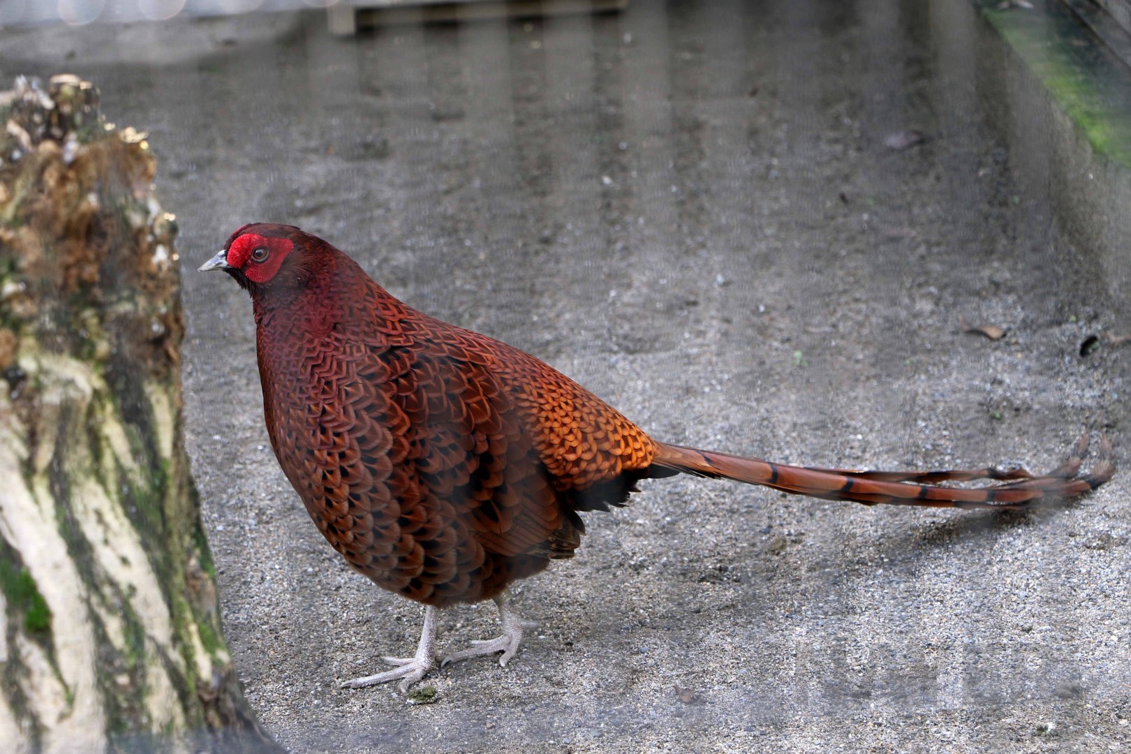 Red copper pheasant, October 2017