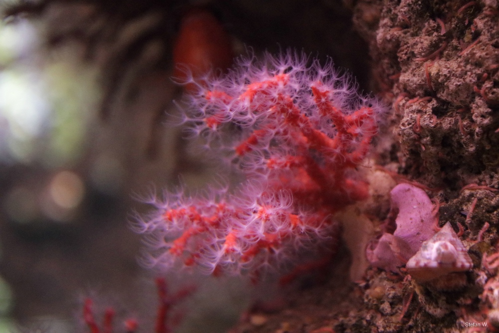 Red Coral (Corallium rubrum)
