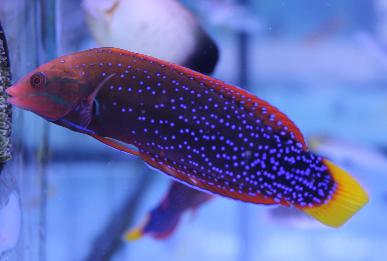 Red coris wrasse - Coris gaimard