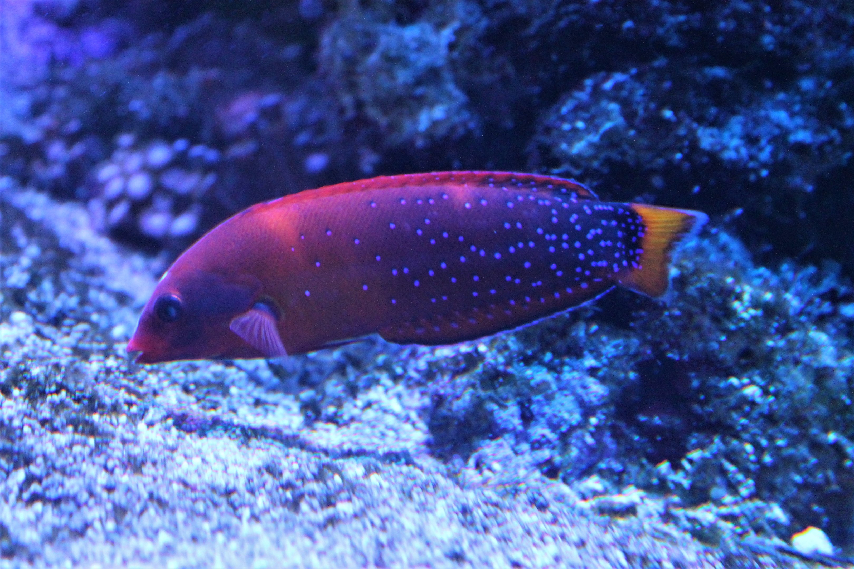 Red Coris Wrasse (Coris gaimardi)