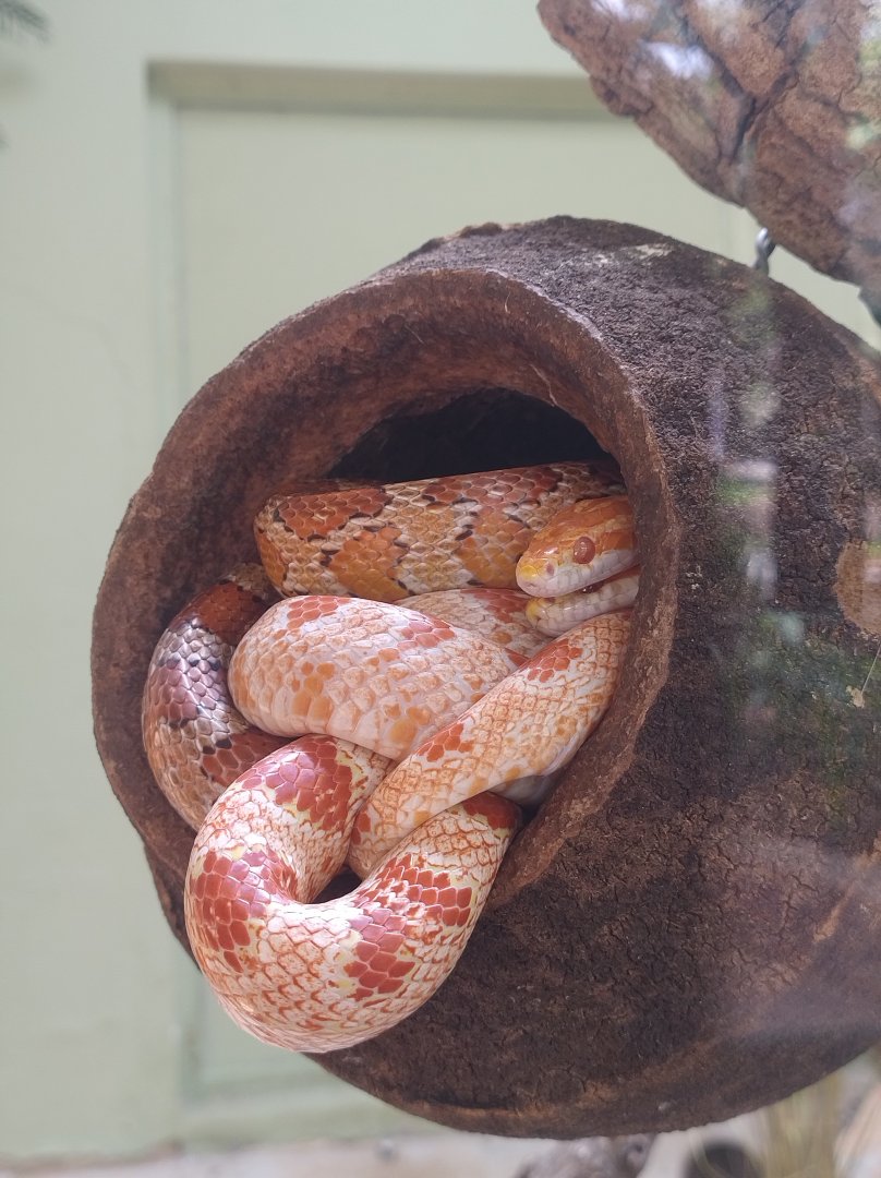 Red corn snakes - Belo Horizonte zoo