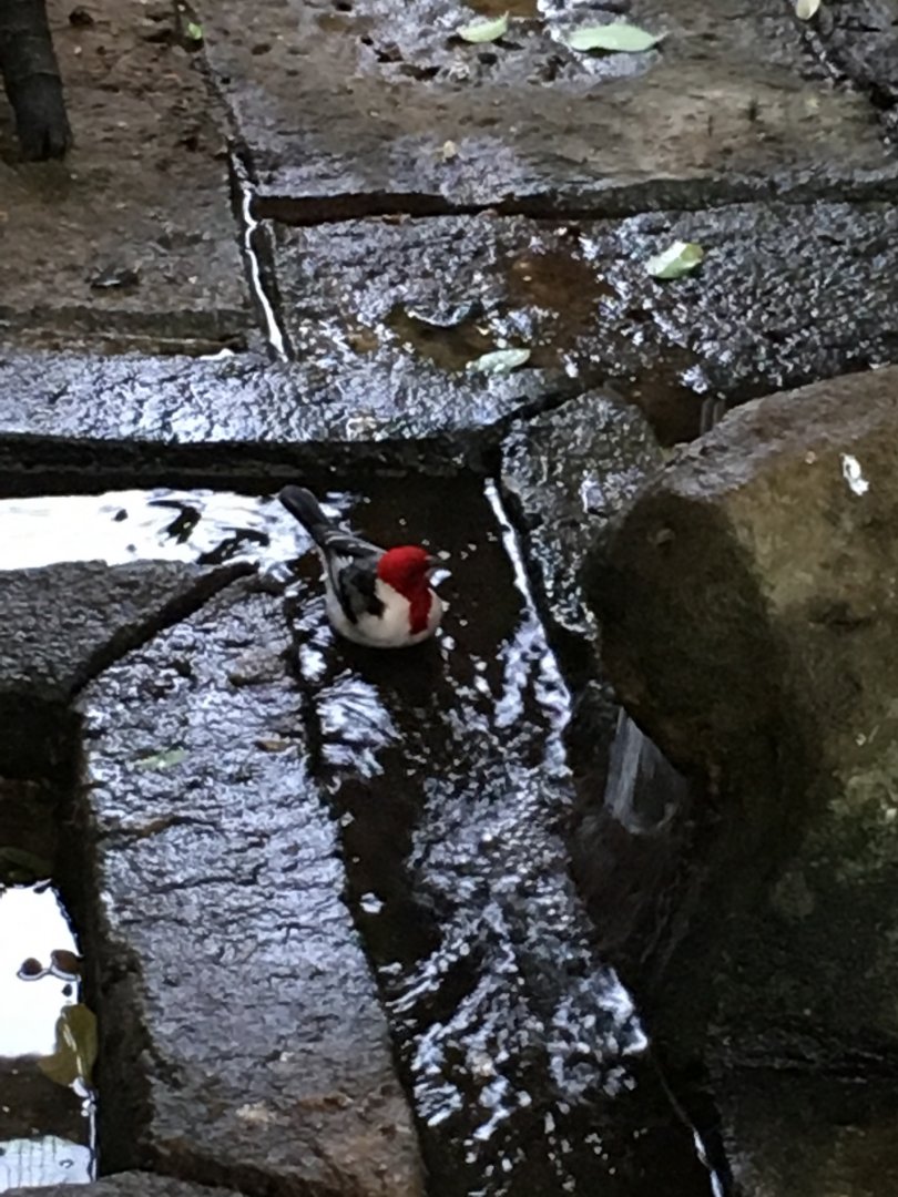 Red-cowled cardinal 121216