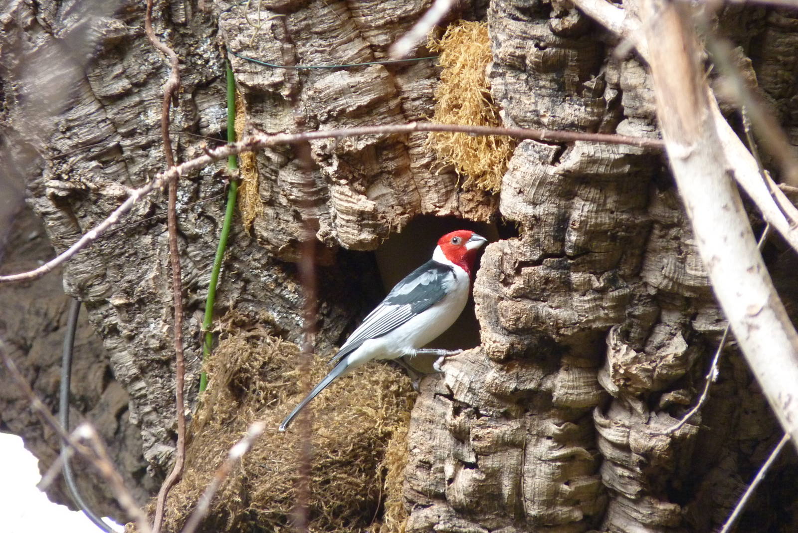 Red-Cowled Cardinal, April 2013