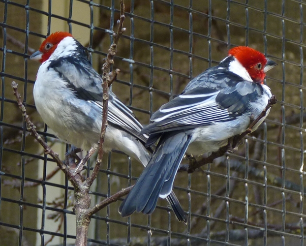Red-cowled cardinal (Paroaria dominicana) pair