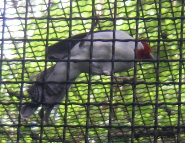 Red-cowled Cardinal (Paroaria dominicana)