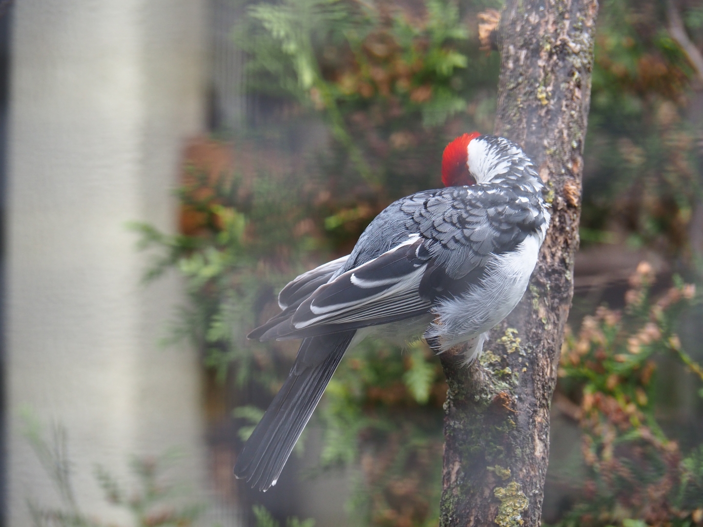 Red-cowled cardinal (Paroaria dominicana)