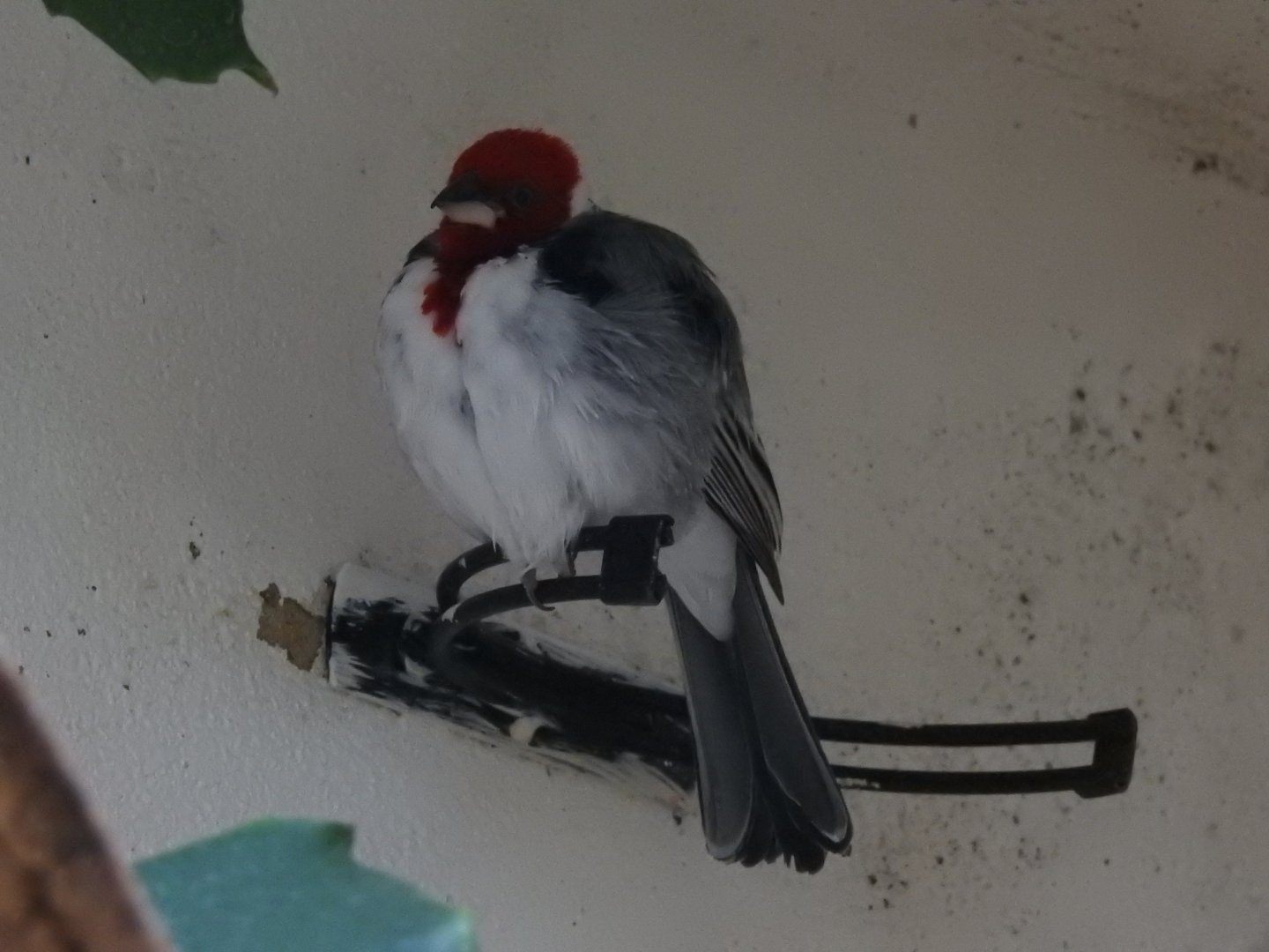 Red-Cowled Cardinal (Paroaria dominicana)