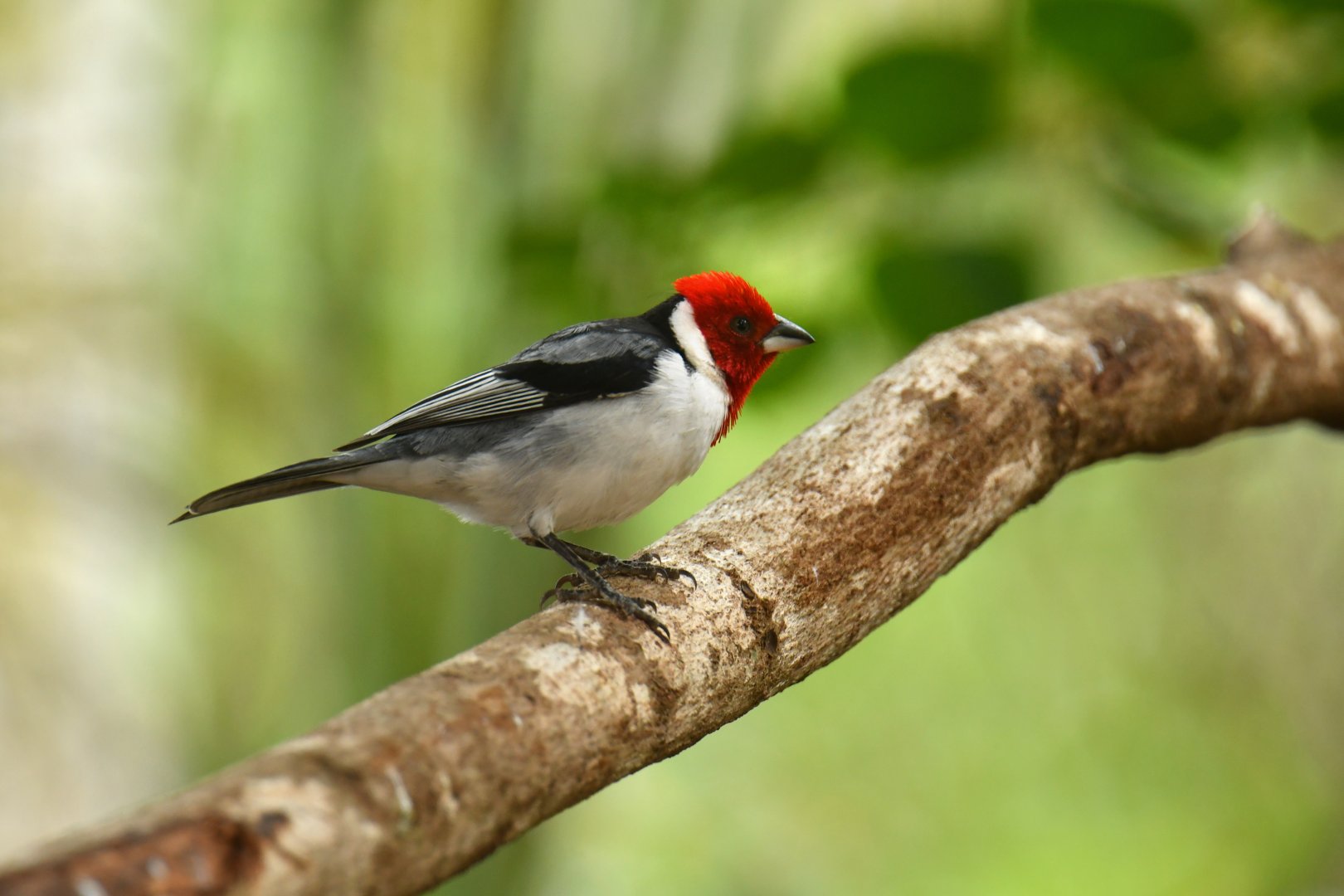 Red-cowled Cardinal (Paroaria dominicana)