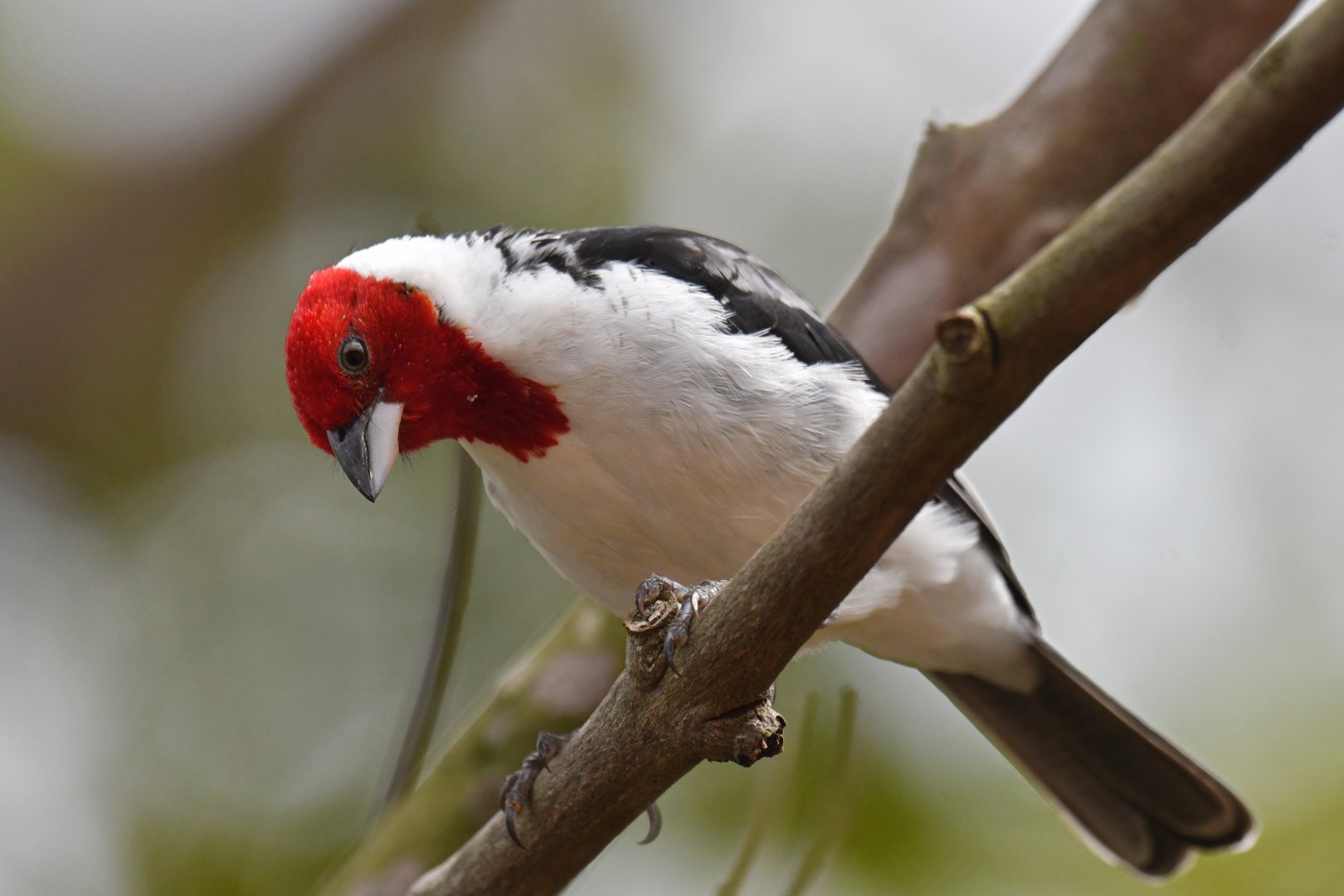 Red-cowled Cardinal Paroaria dominicana